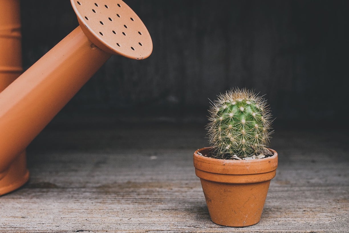 観葉植物を愛して暮らしている人の熱量に圧倒された