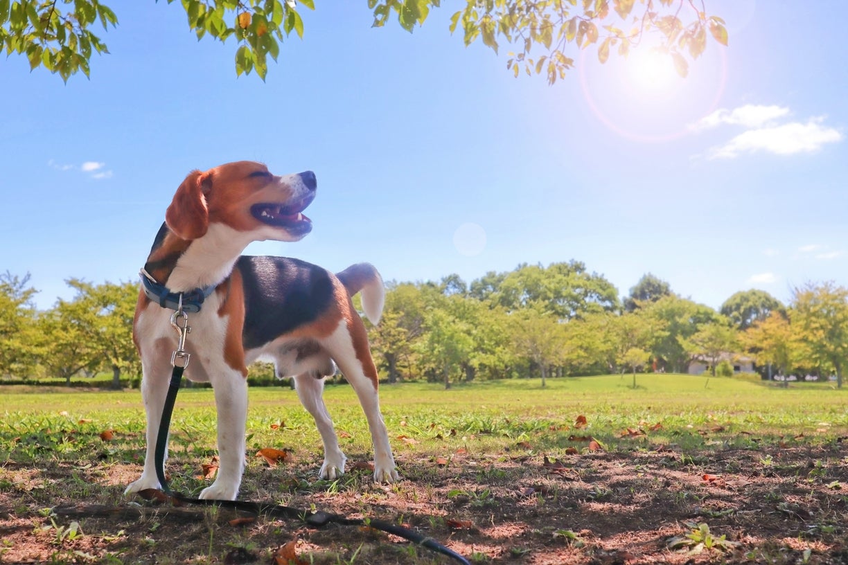 ビーグルはどんな犬？性格や飼い方のポイント、寿命について