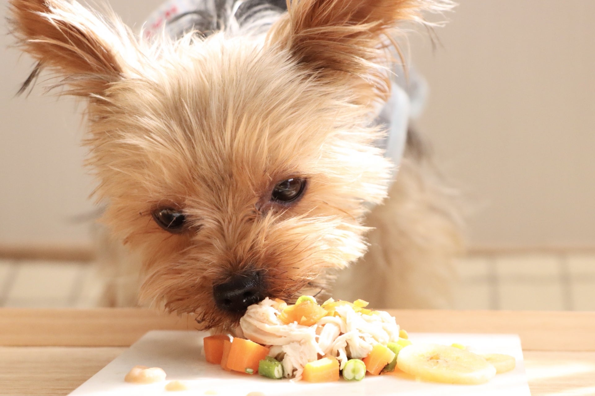 犬の手作りご飯のメリットや注意点とは？愛犬のためのご飯人気レシピ5