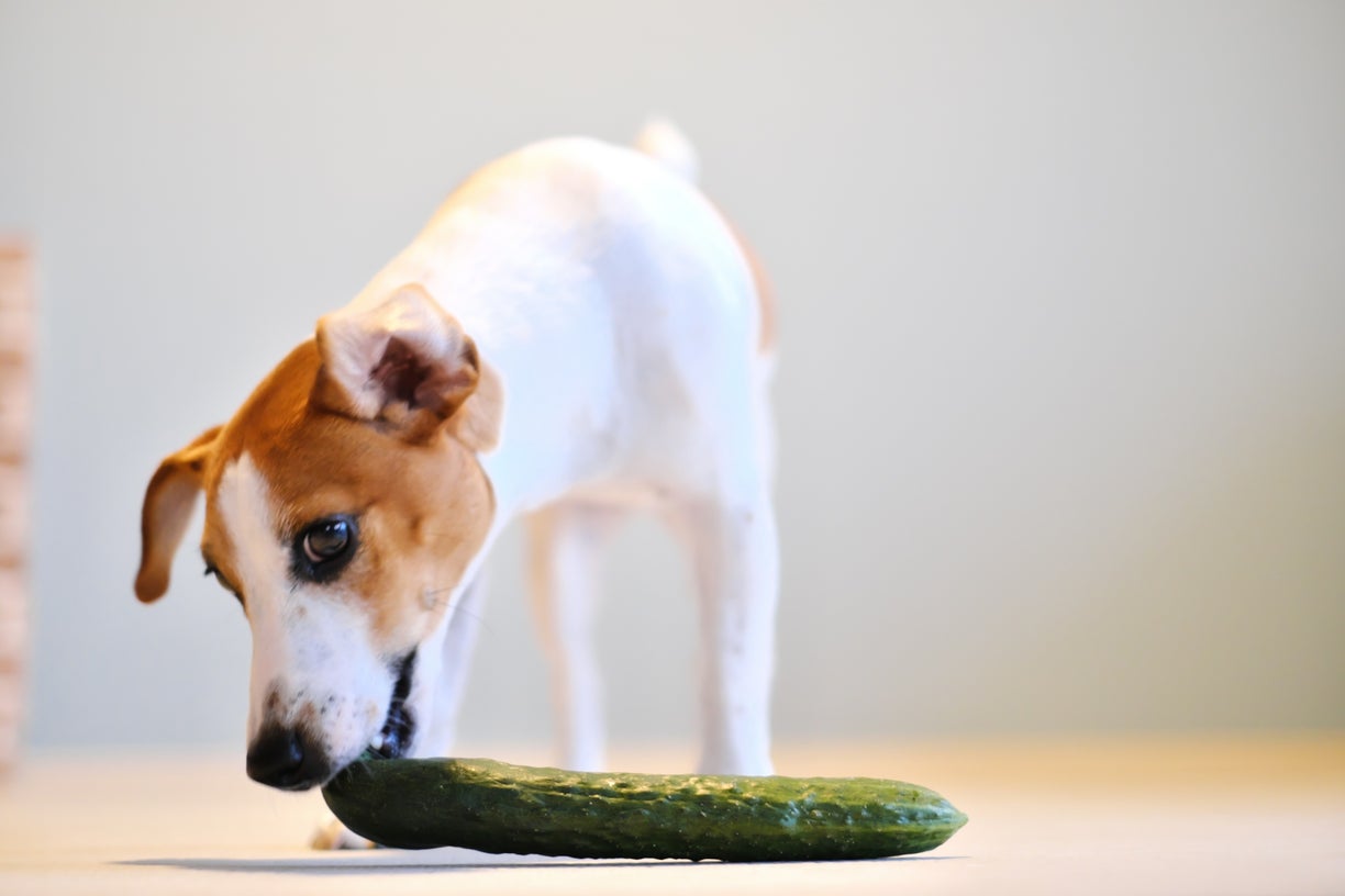 犬はきゅうりを食べていい？メリットや与える量、注意点を解説！