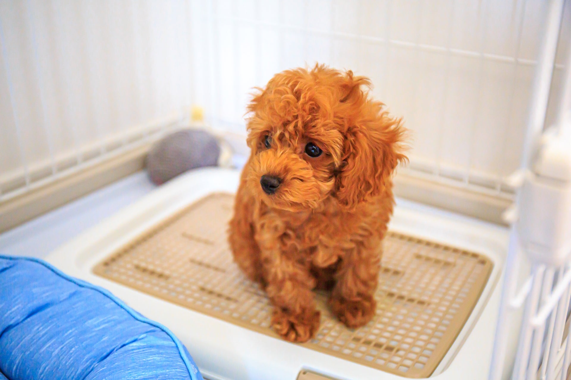 子犬～成犬のトイレのしつけ方法！トレーおすすめ20選も紹介 | 5pm Journal