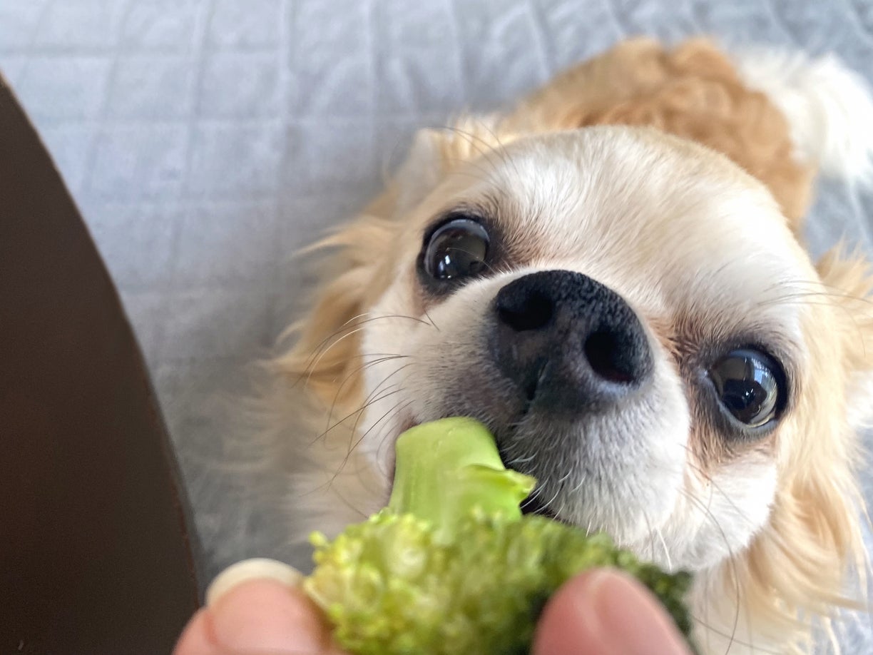 犬はブロッコリーを食べてもOK！与える適量や注意点を知ろう